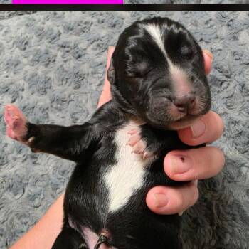Agnes -  Bluetick Coonhound and Pit Bull Terrier Dog for Adoption in Chesapeake, Virginia - Agnes | PetCurious