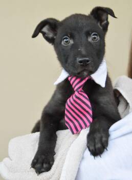 Shepherd Dogs Available for Adoption - Barkentine | PetCurious