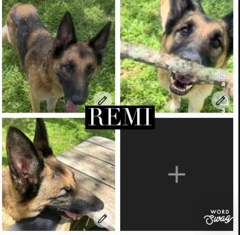 Remi -  German Shepherd Dog Dog for Adoption in New Braunfels, Texas - Remi | PetCurious