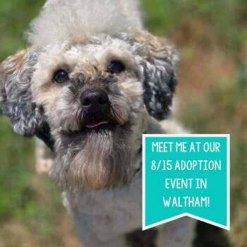 Tootsie Pop -  Poodle Dog for Adoption in Boston, Massachusetts - Tootsie Pop | PetCurious