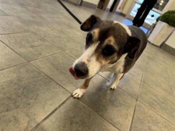 Rat Terrier Dogs Available for Adoption - BUD | PetCurious