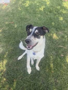 Aggie -  Border Collie and Australian Shepherd Dog for Adoption in Thornton, Colorado - Aggie | PetCurious