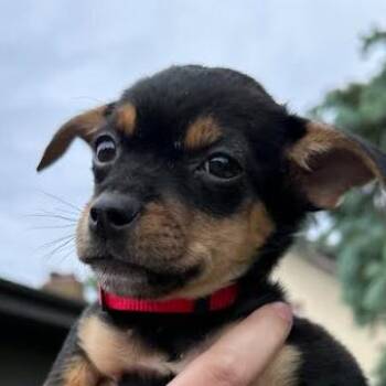 Ceasar D69767 -  Chihuahua and Dachshund Dog for Adoption in Minnetonka, Minnesota - Ceasar D69767 | PetCurious