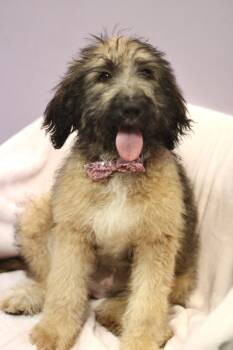 Brisket in NH. Come Meet our Adoptable Dogs Wednesday-Saturday.  -  Poodle Dog for Adoption in Manchester, New Hampshire - Brisket In NH. Come Meet Our Adoptable Dogs Wednesday-Saturday.  | PetCurious