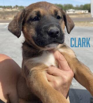 Clark -  German Shepherd Dog and Labrador Retriever Dog Available for Adoption in Amarillo, Texas - Clark | PetCurious