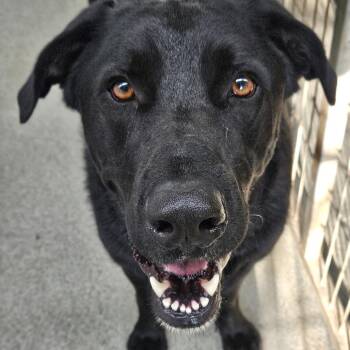 Hank -  Labrador Retriever and Mixed Breed Dog for Adoption in Kingman, Kansas - Hank | PetCurious