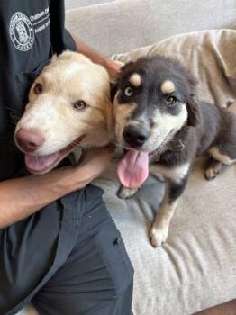 Hansel -  Mixed Breed Dog for Adoption in Savannah, Georgia - Hansel | PetCurious