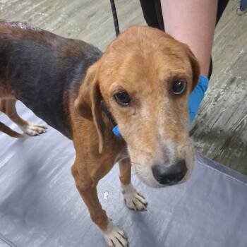 Dottie -  Mixed Breed Dog for Adoption in Summerville, South Carolina - Dottie | PetCurious