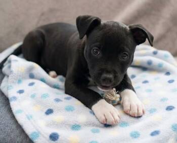 Journey -  Labrador Retriever and Boxer Dog for Adoption in Crown Point, Indiana - Journey | PetCurious