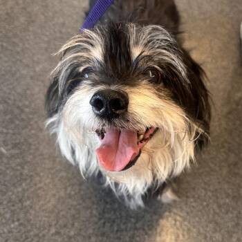 Mixed Breed Dogs Available for Adoption - Tim-Tam | PetCurious