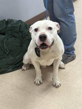 Pit Bull Terrier Dogs Available for Adoption in Killeen, Texas - KANE | PetCurious