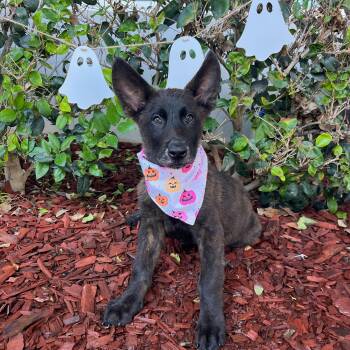 Caleb -  Dutch Shepherd Dog for Adoption in South El Monte, California - Caleb | PetCurious