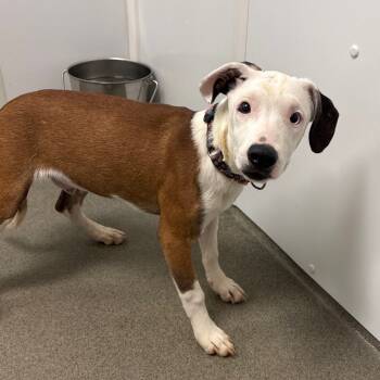 Rescue Mixed Breed Dogs for Adoption in Rocky Mount, Virginia - Emoji | PetCurious