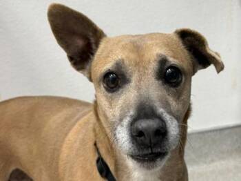 Chihuahua and Dachshund Dogs Available for Adoption in Portland, Oregon - Kayla | PetCurious