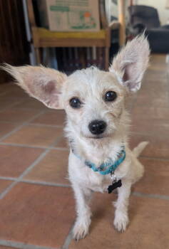 Rescue Terrier and Chihuahua Dogs for Adoption - Tinker | PetCurious