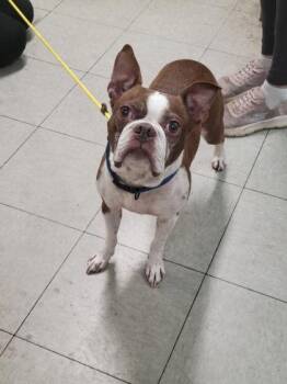 Buttons -  Mixed Breed Dog for Adoption in Hobart, Indiana - Buttons | PetCurious