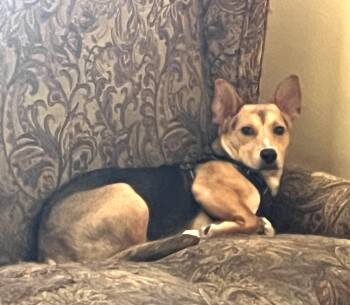 Toby, Mr. Cutie Patootie -  Carolina Dog and Corgi Dog for Adoption in Houston, Texas - Toby, Mr. Cutie Patootie | PetCurious