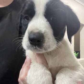 Labrador Retriever and Mixed Breed Dogs Available for Adoption in Clanton, Alabama - Nemo | PetCurious