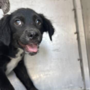 Anika -  Mixed Breed Dog for Adoption in Edinburg, Texas - Anika | PetCurious