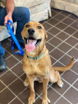 Redbone Coonhound and Retriever Dogs Available for Adoption in Olean, New York - Bruce | PetCurious