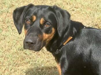 Juniper -  Mixed Breed Dog for Adoption in Georgetown, Texas - Juniper | PetCurious