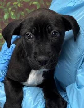 American Staffordshire Terrier and Mixed Breed Dogs Available for Adoption - Ocelot | PetCurious