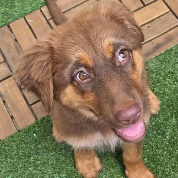 Kang -  Australian Shepherd and Mixed Breed Dog for Adoption in Houston, Texas - Kang | PetCurious
