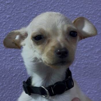 Elm -  Chihuahua Dog for Adoption in Woodland, California - Elm | PetCurious