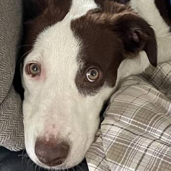 Zoey -  Border Collie Dog for Adoption in Denver, Colorado - Zoey | PetCurious