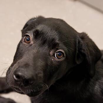 Black Labrador Retriever and German Shepherd Dog Dogs Available for Adoption in Kennebunk, Maine - Elwood *Avail By Appt* | PetCurious