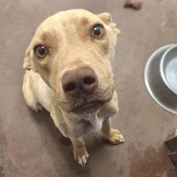 Zip -  Pit Bull Terrier and Mixed Breed Dog for Adoption in Flagstaff, Arizona - Zip | PetCurious