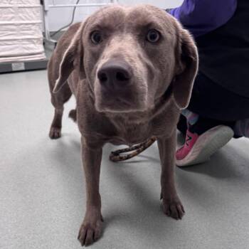 Black Labrador Retriever and Mixed Breed Dogs Available for Adoption - Babette | PetCurious