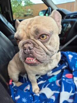 French Bulldog Dogs Available for Adoption in Hillside, Illinois - Mr French | PetCurious