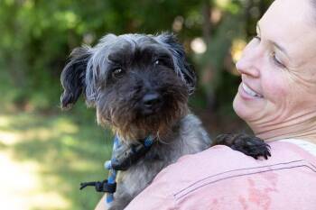 George -  Mixed Breed Dog Available for Adoption in Durham, North Carolina - George | PetCurious