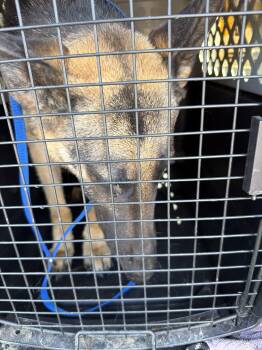 CeCe -  German Shepherd Dog Dog Available for Adoption in Frazier Park, California - CeCe | PetCurious