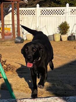 Labrador Retriever Dogs Available for Adoption - Tucker James | PetCurious