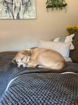 Mixed Breed Dogs Available for Adoption in Groveland, Massachusetts - Rosie | PetCurious