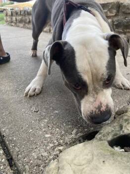 CHOLE -  Mixed Breed Dog for Adoption in Dallas, Texas - CHOLE | PetCurious