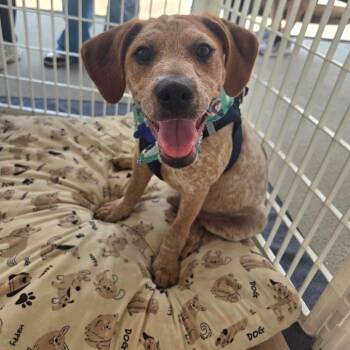 Orion -  English Coonhound and Mixed Breed Dog for Adoption in Helena, Alabama - Orion | PetCurious