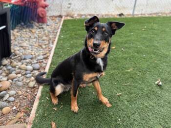 Rescue Terrier Dogs for Adoption in Antioch, California - Banjo | PetCurious