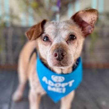 Otter -  Chihuahua and Mixed Breed Dog for Adoption in Pacific Grove, California - Otter | PetCurious