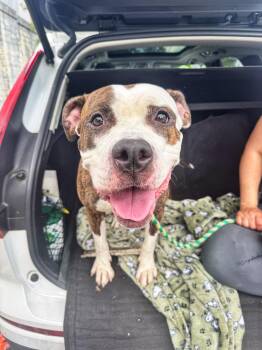 Rescue Pit Bull Terrier Dogs for Adoption in Newark, New Jersey - Konga | PetCurious