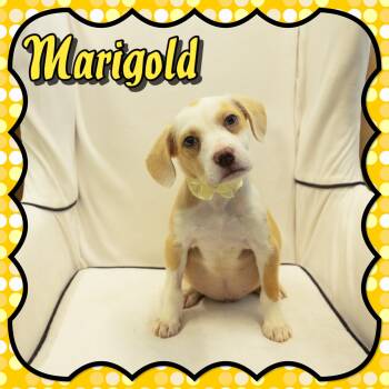 Beagle and Retriever Dogs Available for Adoption in Seagoville, Texas - Marigold | PetCurious