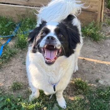 Mixed Breed Dogs Available for Adoption in Fredericksburg, Virginia - Hufflepuff | PetCurious