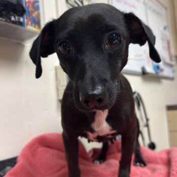 Brea -  Chihuahua and Parson Russell Terrier Dog for Adoption in Lakeland, Florida - Brea | PetCurious