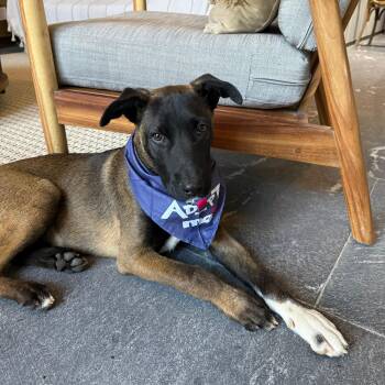 Rescue Belgian Shepherd Malinois Dogs for Adoption in Rollingwood, Texas - Dexter | PetCurious