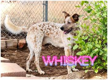 Australian Cattle Dog Blue Heeler Dogs Available for Adoption in St. George, Utah - Whiskey | PetCurious