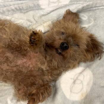 Mr. Snuggles -  Yorkshire Terrier Dog for Adoption in Pacific Grove, California - Mr. Snuggles | PetCurious