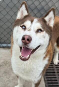 Brando -  Husky Dog for Adoption in Chicago, Illinois - Brando | PetCurious