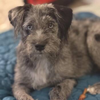 Theo -  Australian Shepherd and Standard Schnauzer Dog for Adoption in Freeport, Florida - Theo | PetCurious